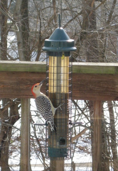 Woodpecker 122610