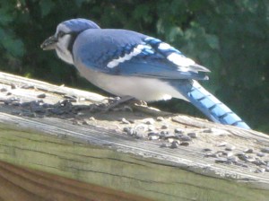 Blue Bird 1 100511