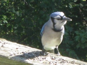 Blue Jay 3 100511